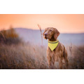 Lurex Collier r&eacute;fl&eacute;chissant pour chien